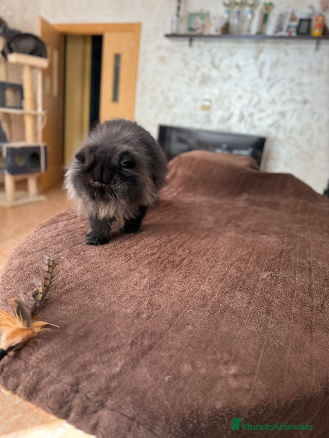 Persa gatos en venta: Gatos persas - Anuncio 1