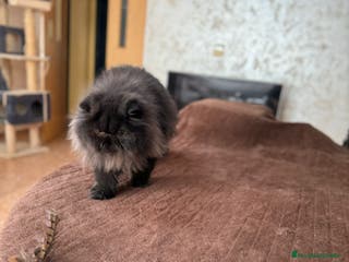 Persa gatos Gatos persas - Anuncio 1