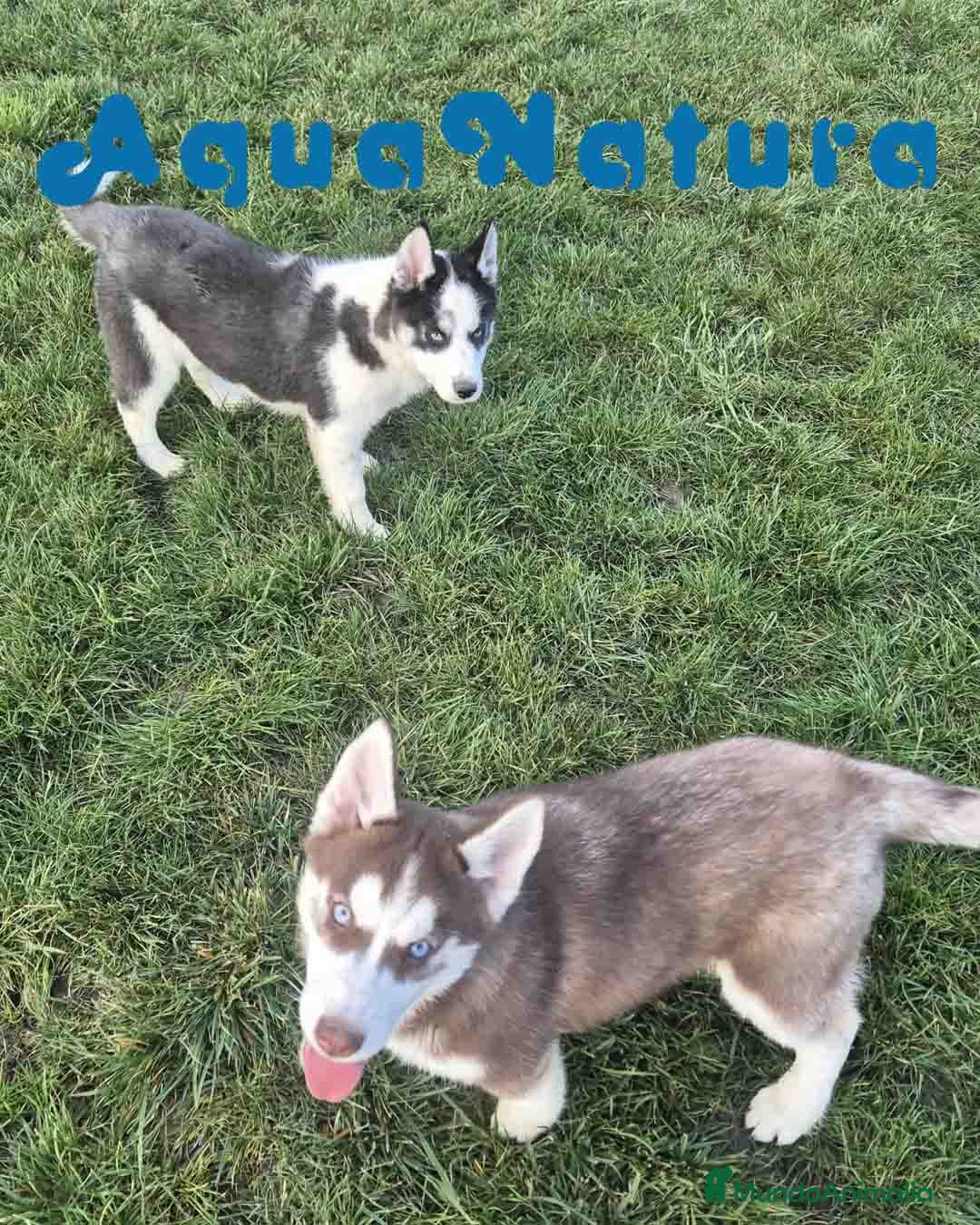 Husky Siberiano perros Camada HUSKY SIBERIANO - AQUANATURA en Barcelona - Anuncio 35