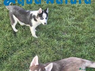 Husky Siberiano perros en Barcelona - Anuncio 1