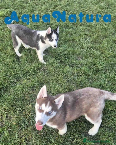 Husky Siberiano perros en Barcelona - Anuncio 1