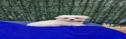 Bichón Maltés perros en venta: Bichón Maltés  - Anuncio 7