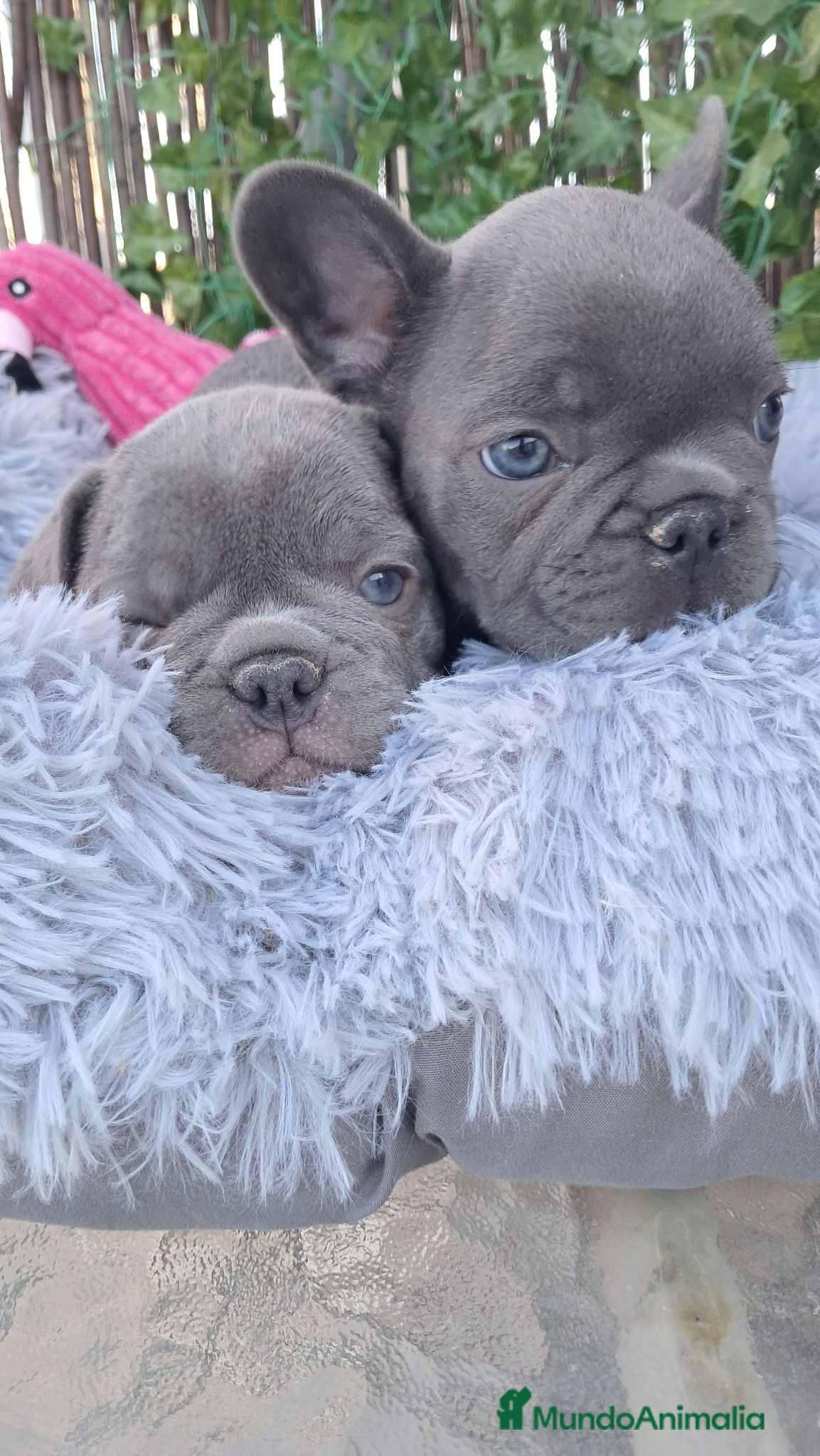 Bulldog Francés perros Bebés Bulldog Francés Blue  - Anuncio 1