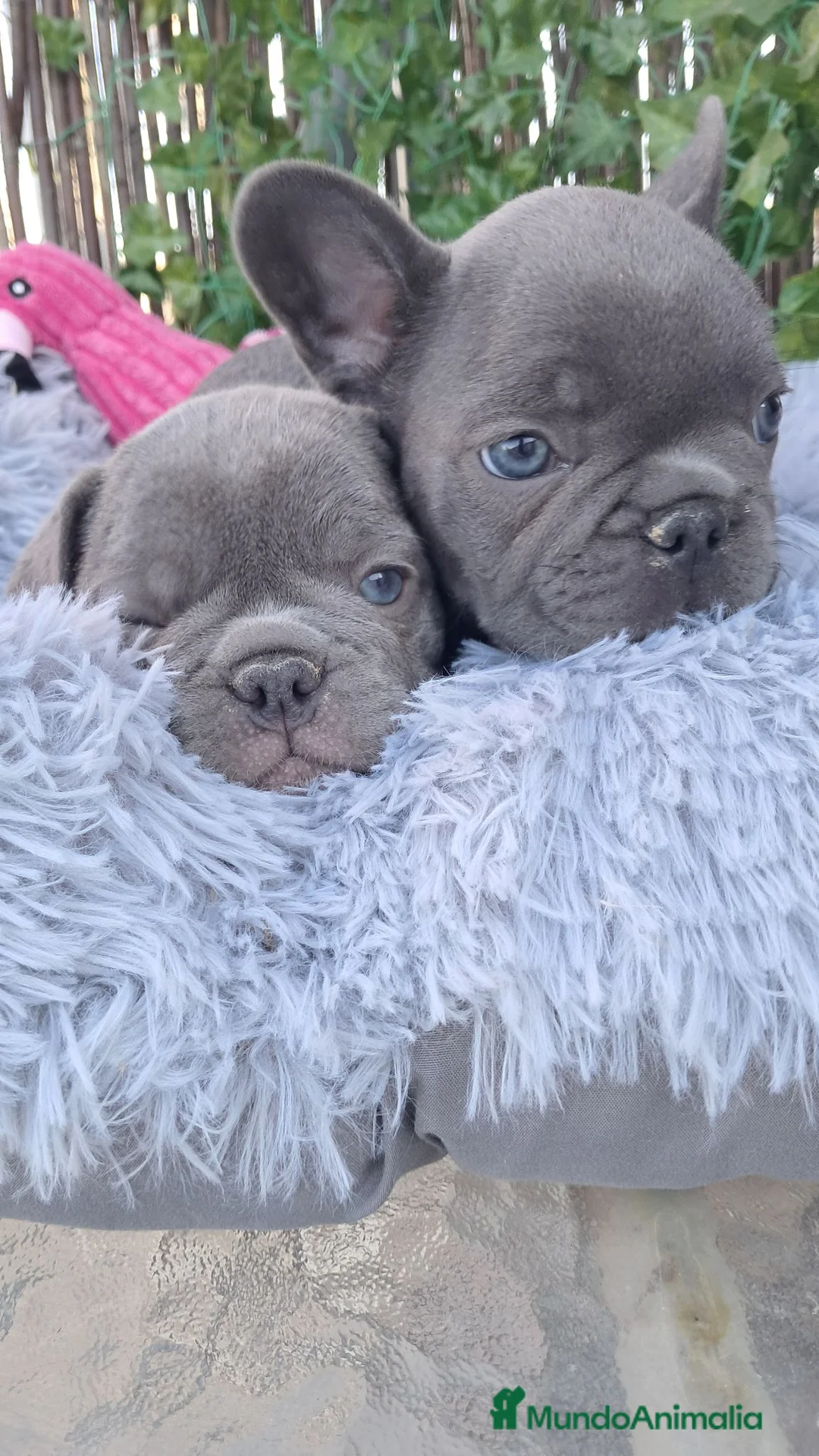 Bulldog Francés perros en venta: Bebés Bulldog Francés Blue  - Anuncio 1