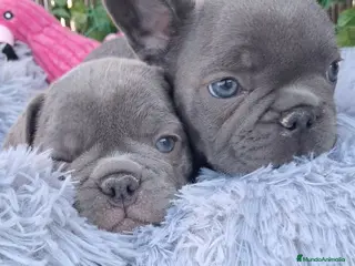 Bulldog Francés perros Bebés Bulldog Francés Blue - Anuncio 1