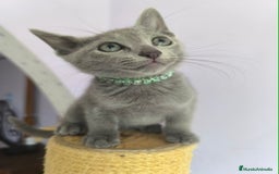 Azul Ruso gatos en venta: Ultimo cachorros de azul ruso  - Imagen 4