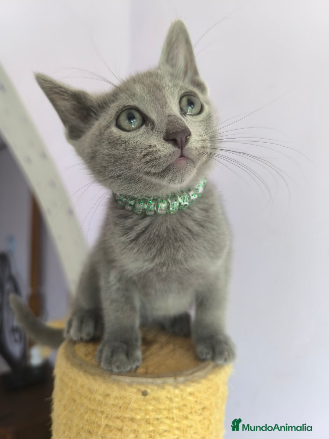 Azul Ruso gatos en venta: Ultimo cachorros de azul ruso  - Imagen 4