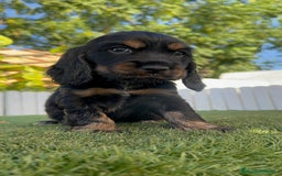 Cocker Spaniel Inglés perros en venta: COCKER SPANIEL INGLES - Imagen 3