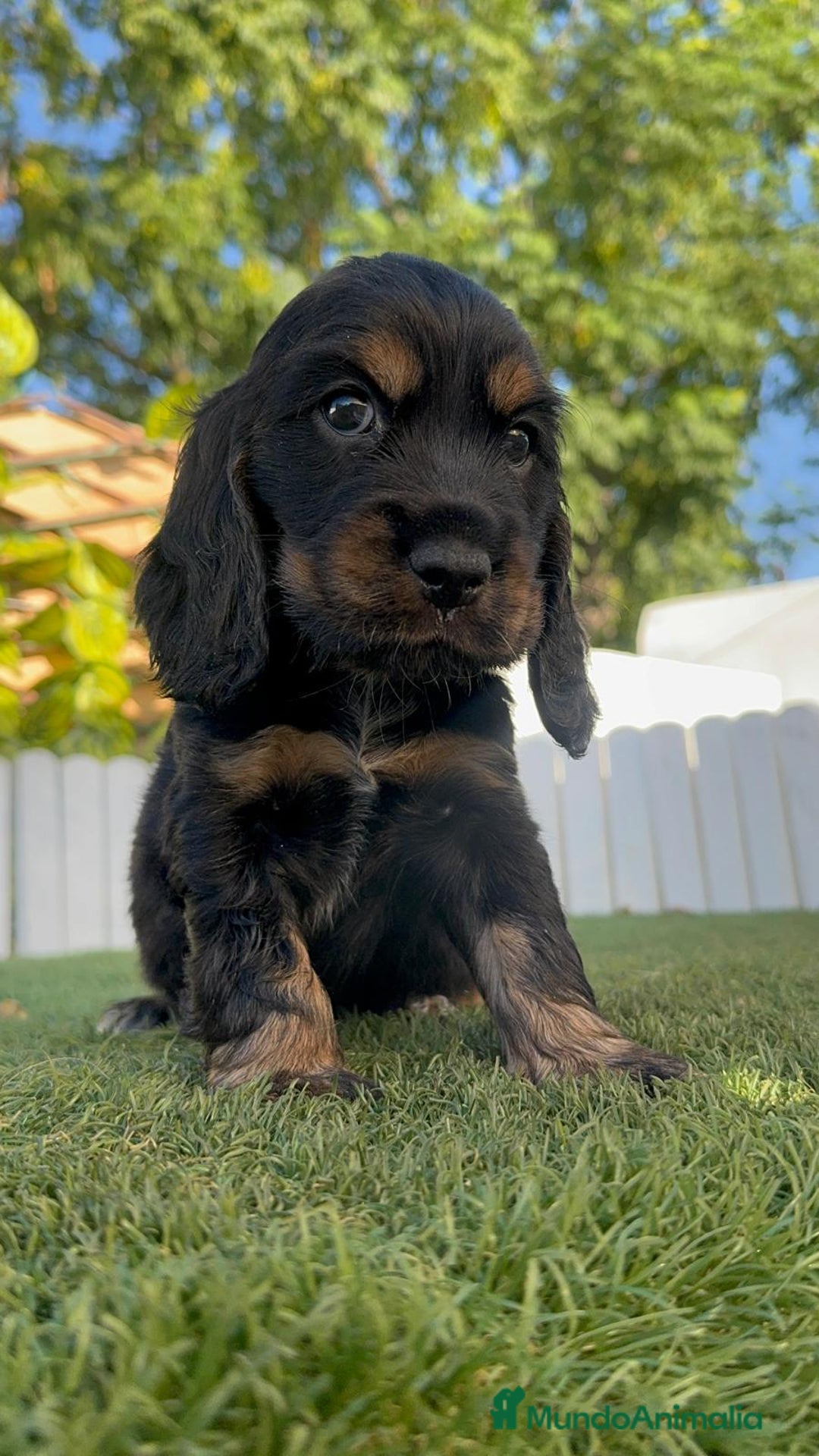Cocker Spaniel Inglés perros en venta: COCKER SPANIEL INGLES - Imagen 3