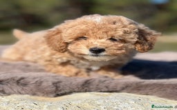 Maltipoo perros en venta: Maltipoo f2  - Imagen 4