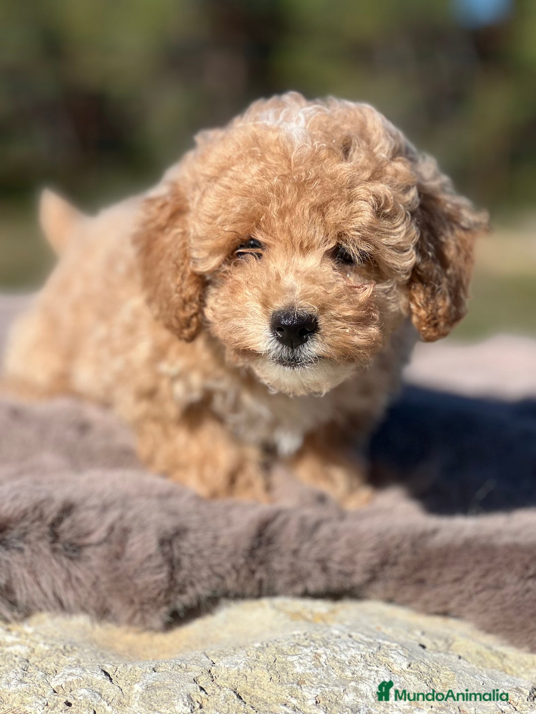 Maltipoo perros en venta: Maltipoo f2  - Imagen 4