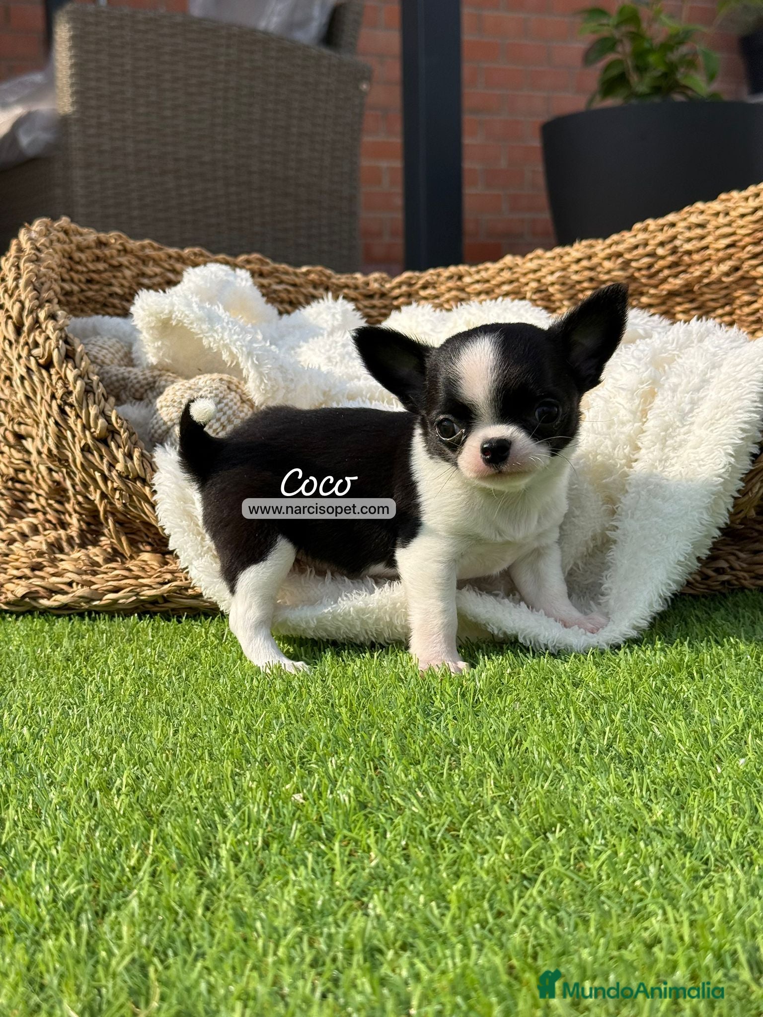 Chihuahua perros en venta: CHIHUAHUA TOY - Anuncio 1