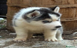 Husky Siberiano perros en venta: Husky siberiano  - Imagen 15