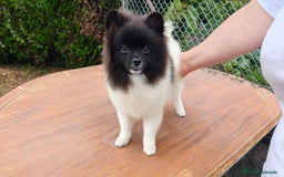Pomerania perros en venta: Se venden dos femias Lulu de pomerania  - Imagen 8