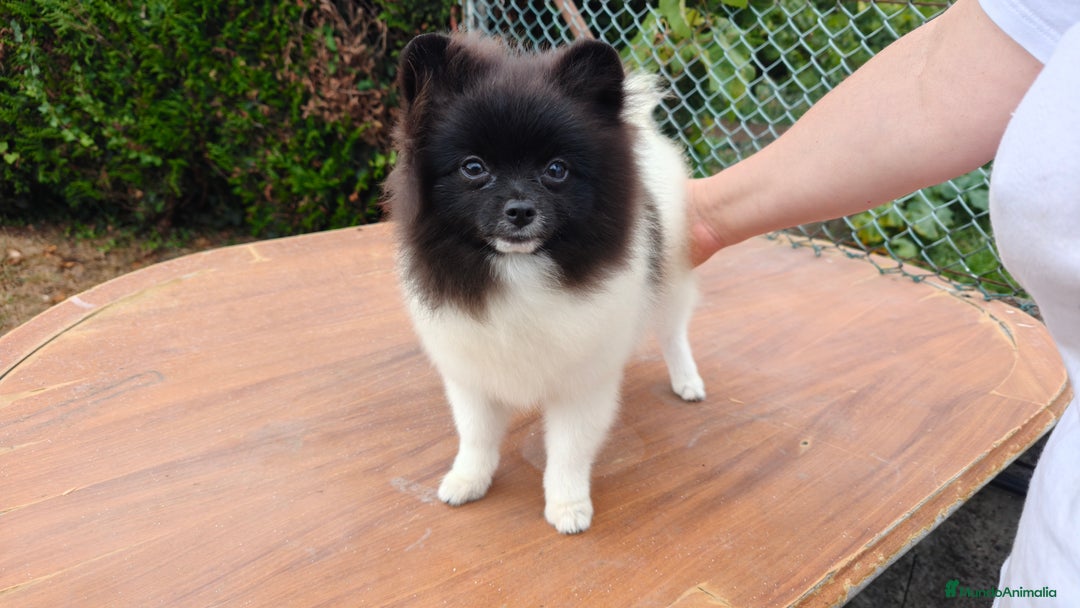 Pomerania perros en venta: Se venden dos femias Lulu de pomerania  - Imagen 8