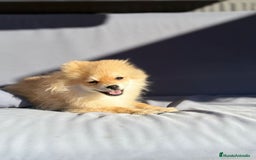 Pomerania perros en venta: Lulu pomerania toy - Imagen 12