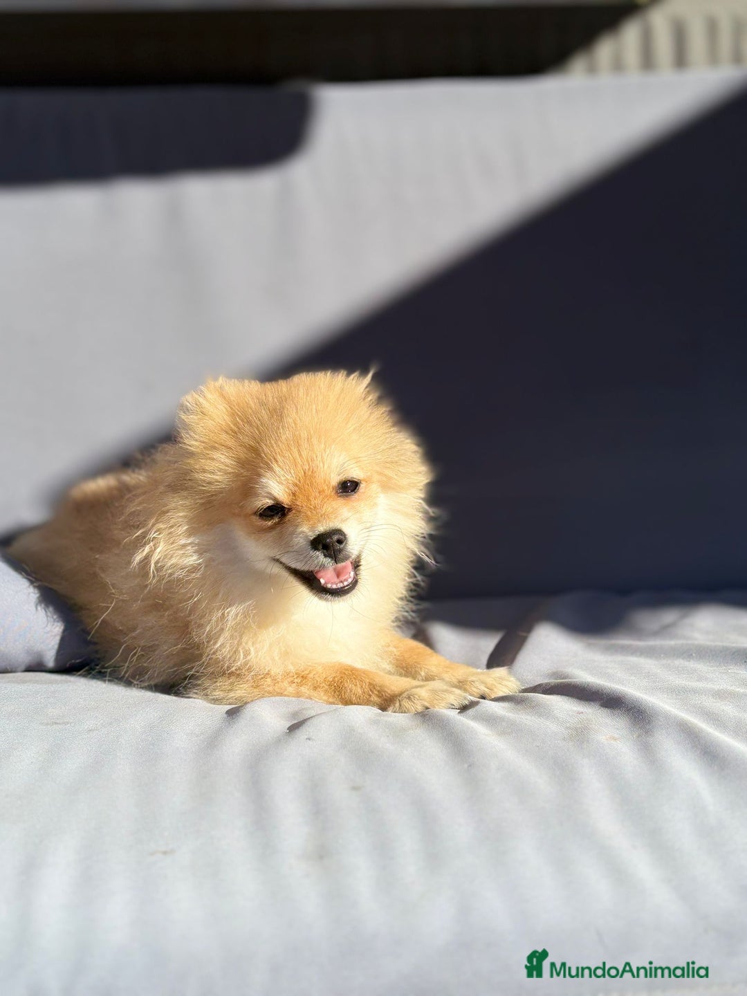 Pomerania perros en venta: Lulu pomerania toy - Imagen 12