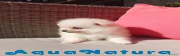 Pomerania perros en venta:  Pomerania Macho de Grana y Pompom 1881 AQUANATURA - Anuncio 3