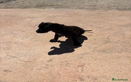 Dogo Alemán perros en venta: OPORTUNIDAD GRAN DANES HEMBRA - Imagen 3