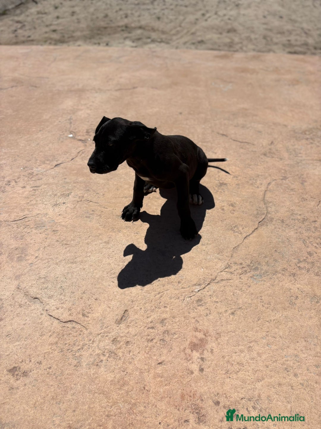 Dogo Alemán perros en venta: OPORTUNIDAD GRAN DANES HEMBRA - Imagen 3