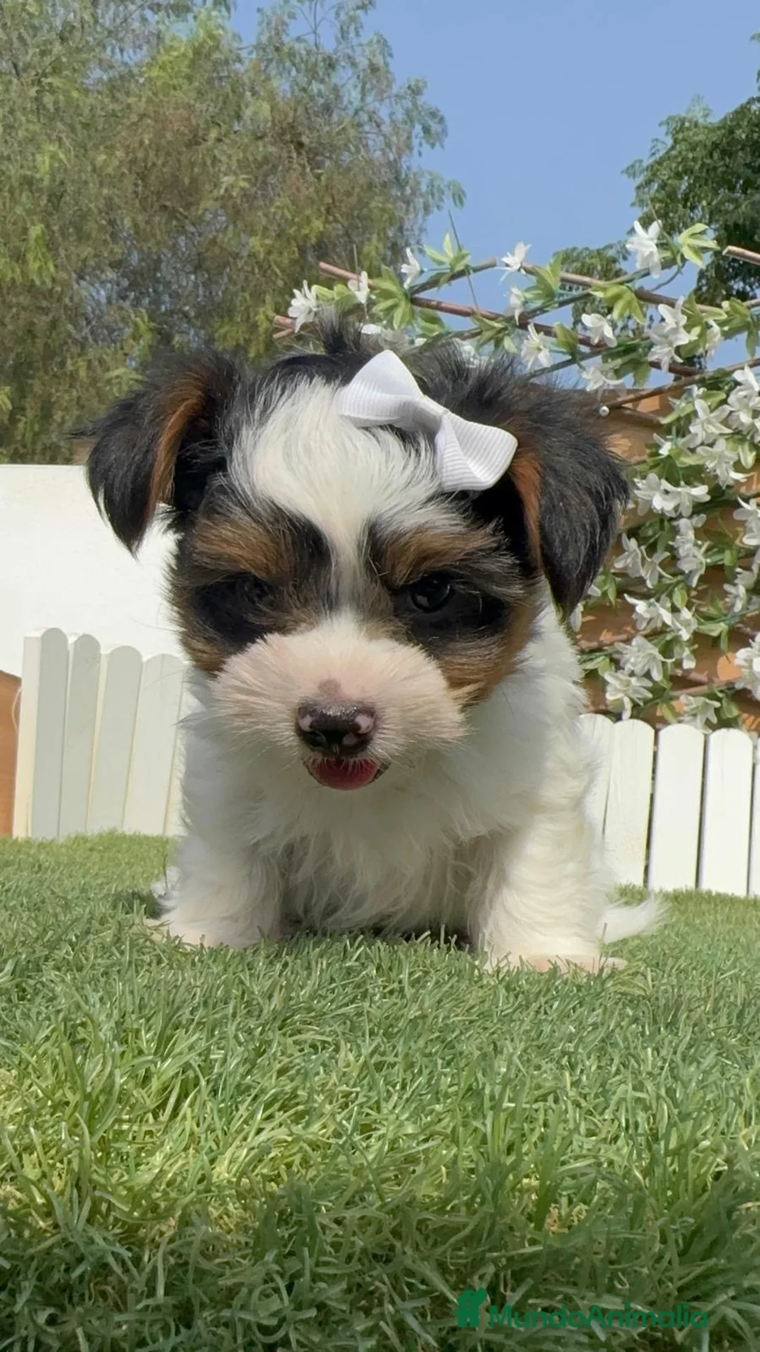 Yorkshire Terrier perros en venta: YORKSHIRE BIEWER - Anuncio 22