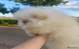 Pomerania perros en venta: Pomerania ositos mini 🩷 - Imagen 7