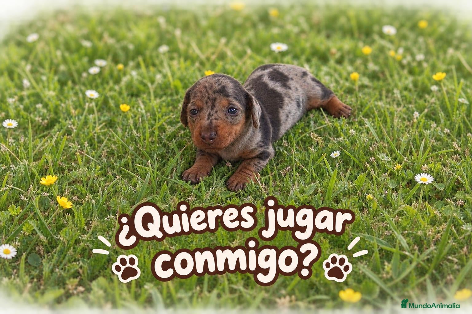Teckel Miniatura perros TECKEL MACHITO MINIATURA ARLEQUIN  - Anuncio 7