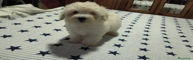 Maltipoo 3