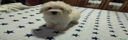 Maltipoo perros en venta: Maltipoo  - Anuncio 7