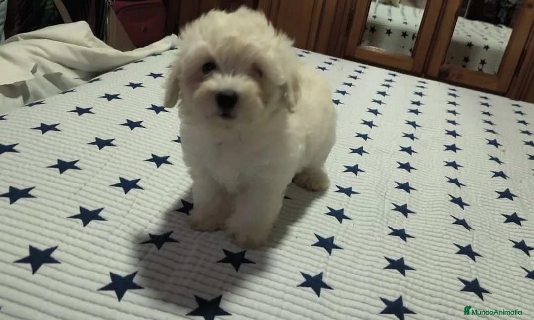 Maltipoo perros en venta: Maltipoo  - Anuncio 6