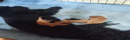 Caniche Toy perros en venta: CANICHE TOY - Anuncio 3