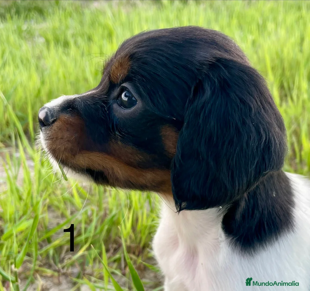 Épagneul Breton perros en venta: Epagneul bretón  - Anuncio 2