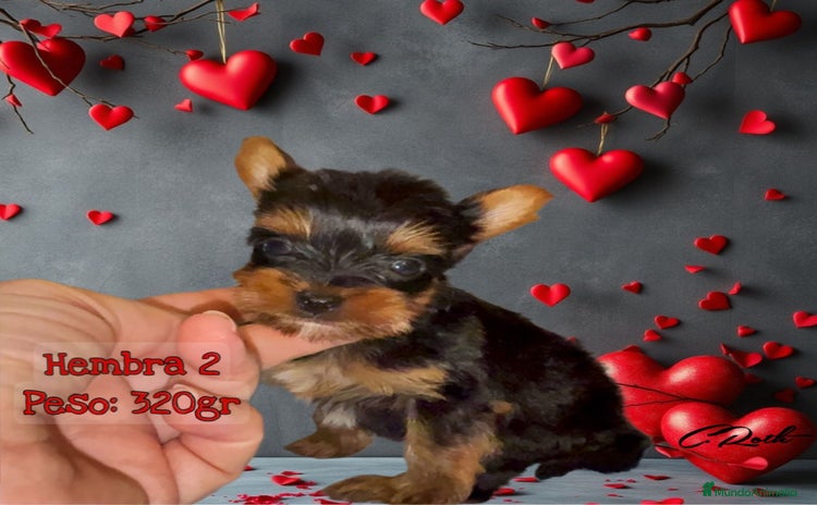 Yorkshire Terrier perros - Propaganda 4