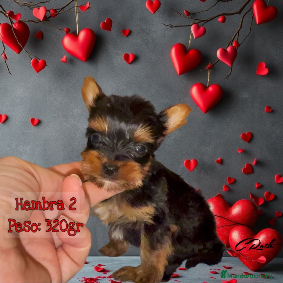 Yorkshire Terrier perros en venta: Yorkshire  - Imagen 1