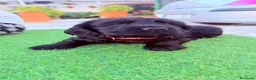 Cocker Spaniel Americano perros en venta: Hembra cocker 🐶🐾 - Anuncio 6