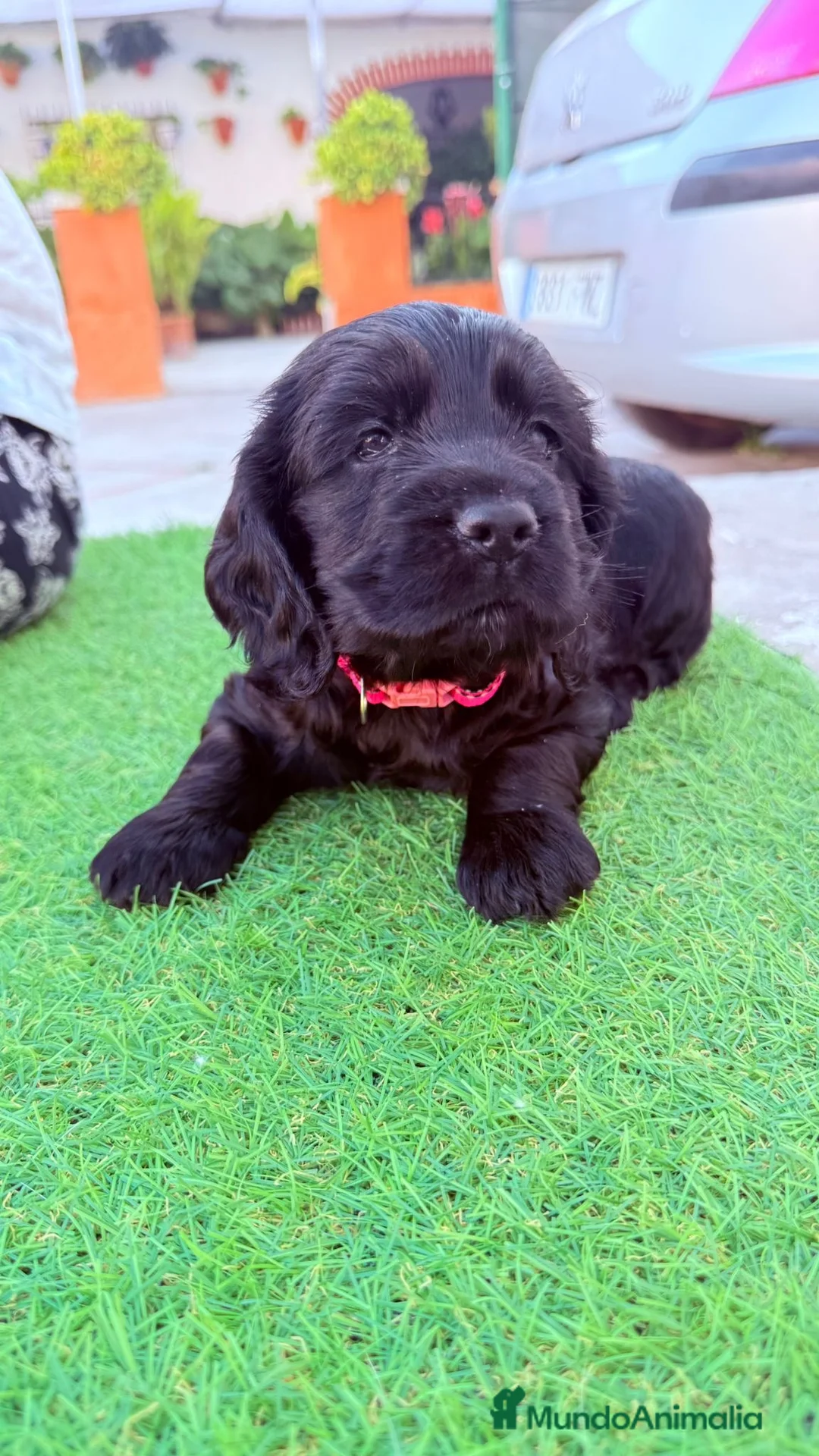 Cocker Spaniel Americano perros en venta: Hembra cocker 🐶🐾 - Anuncio 6