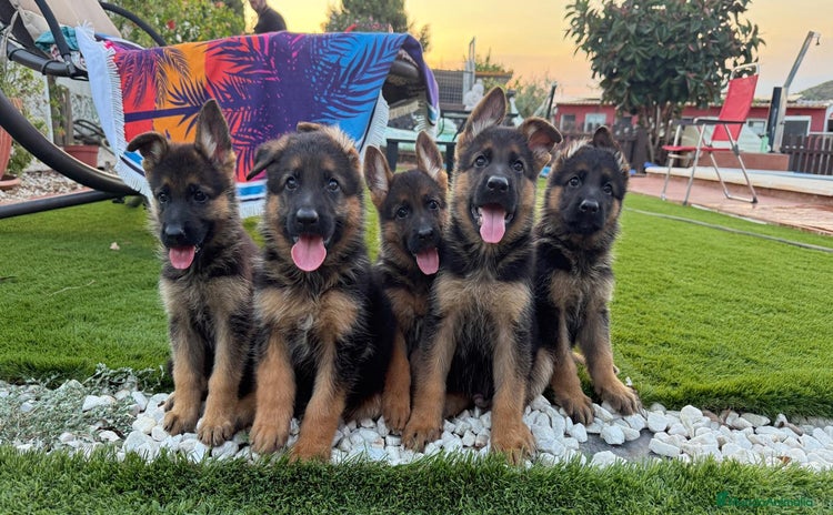 Pastor Alemán perros en Valencia - Propaganda 2