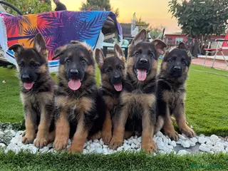 Pastor Alemán perros Cachorros de Pastor Alemán de primera - Anuncio 11