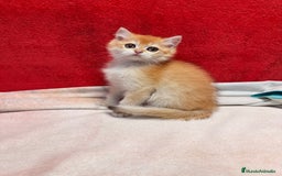 Británico de Pelo Corto gatos en venta: Monísimos British Golden  - Imagen 7