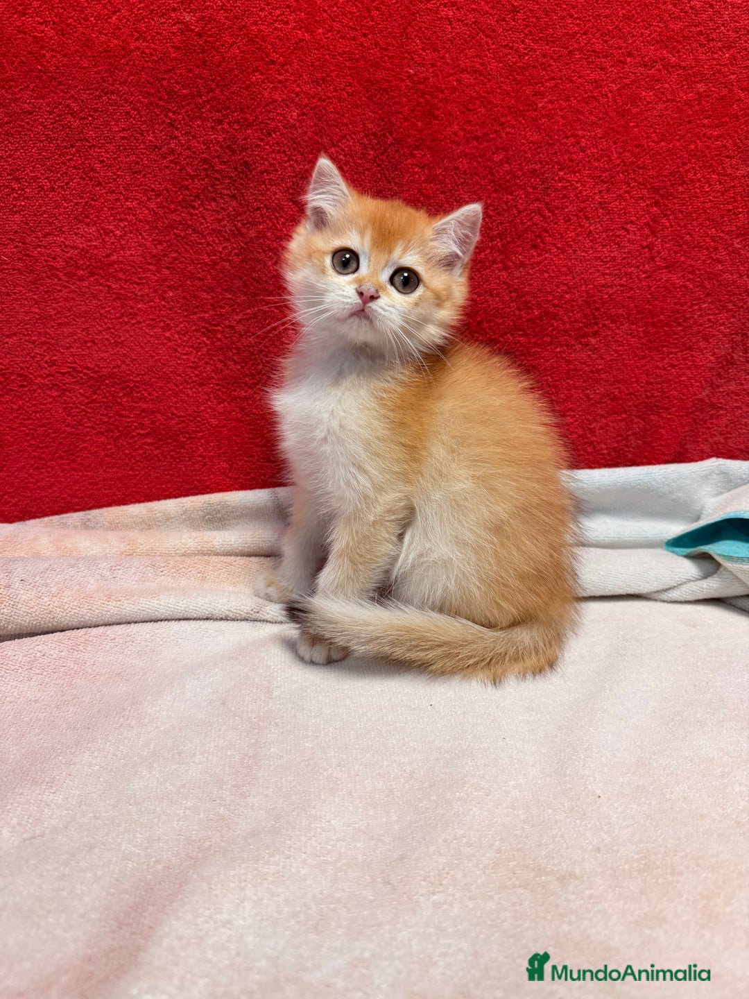 Británico de Pelo Corto gatos en venta: Monísimos British Golden  - Imagen 7