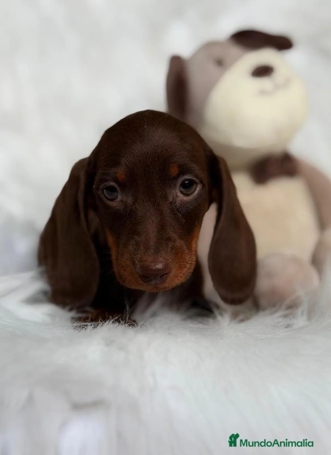 Teckel Miniatura perros en venta: CAMADA DE TECKEL MINIATURA - Anuncio 3