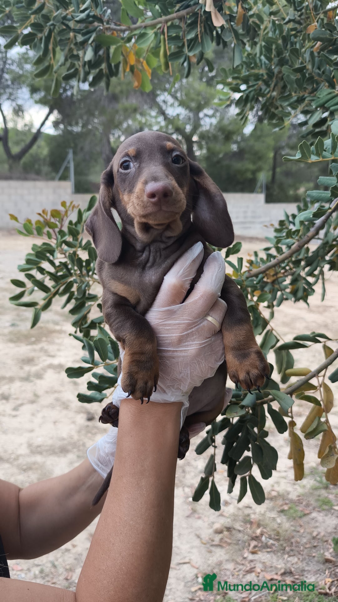 Teckel Miniatura perros en venta: Teckels  - Imagen 7