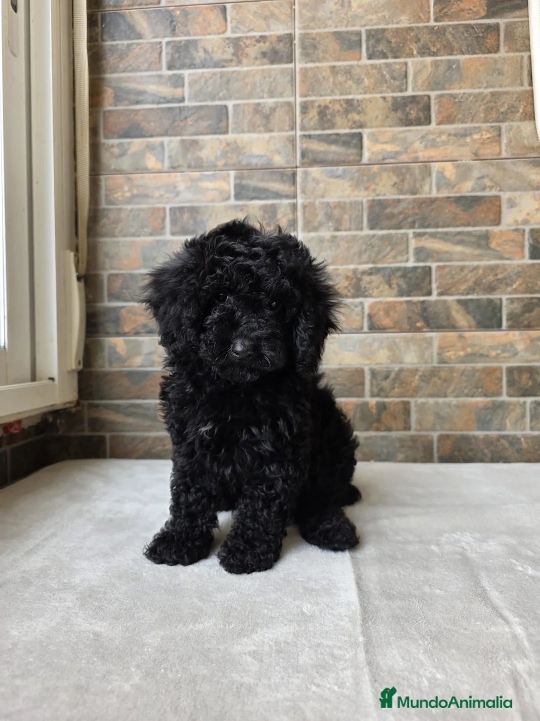 Caniche Toy perros en venta: CANICHES TOYS EXCLUSIVOS  - Anuncio 5