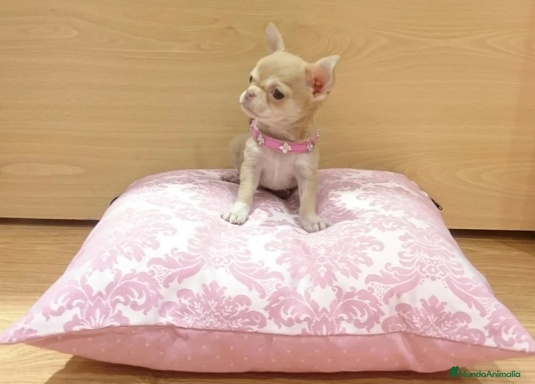 Chihuahua perros en venta: Chihuahua - Anuncio 4