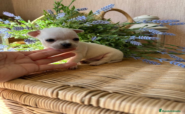Chihuahua perros - Anuncio 2