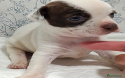 Chihuahua perros en venta: Chihuahua toys  - Imagen 7