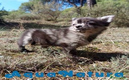 Pomchi perros en venta: Pomchi Hembra de Aspi y Manchitas 6415 AQUANATURA - Imagen 10