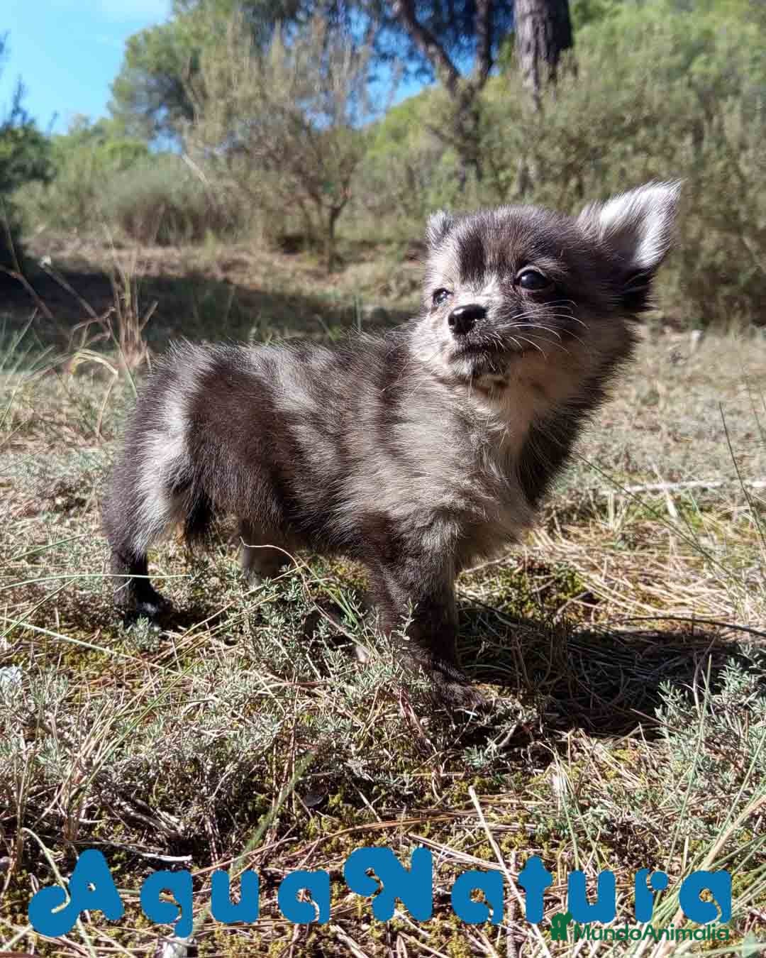 Pomchi perros en venta: Pomchi Hembra de Aspi y Manchitas 6415 AQUANATURA - Imagen 10