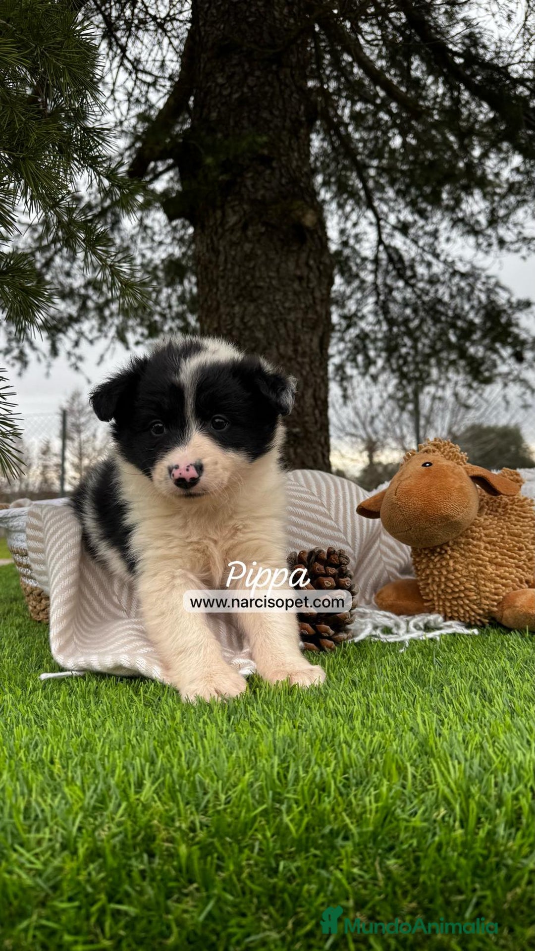 Border Collie perros en venta: CAMADA BORDER COLLIE - Imagen 2