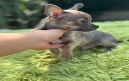 Chihuahua perros en venta: Chihuahua macho - Imagen 3